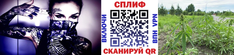 Бошки марихуана VHQ где купить Суздаль